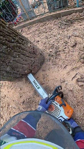 как падали гиганские комеля деревьев how giant tree trunks fell