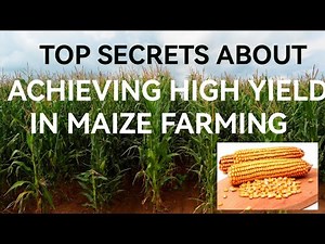 How To Get High Yield In Maize Farming | Five Important Factors