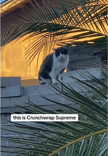 Poets Square Cats on TikTok