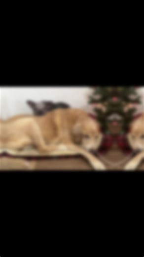 POV: You had one thing planned today… and it was a nap. Waffles woke up tired, took a break, and is now recovering from that break. CEO of Doing Absolutely Nothing. Professional lounger. Energy level: ✨still loading✨ If being lazy was an Olympic sport, she’d nap through the medal ceremony 🥇💤 #L#LazyDogS#SleepyDogadoptdontshop #RescueDog #funnydog