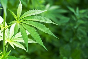 Weedy: Atlanta is 10th Best for Growing Marijuana
