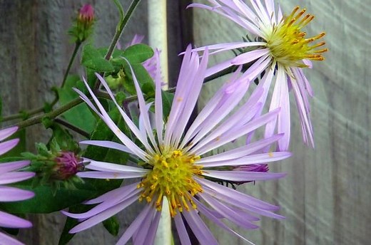 Add Native Climbing Aster to Your Pollinator Garden