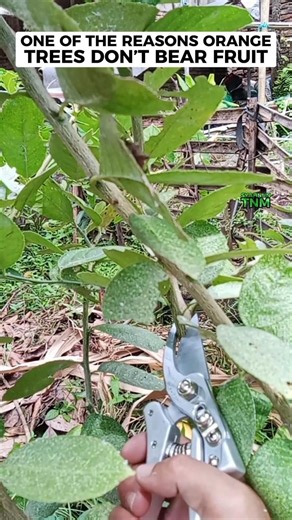 One of the reasons orange trees don’t bear fruit #homegarden #garden #plants