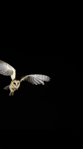 Silence: The Owl’s Ultimate Weapon 🦉 | Nature’s Stealth Master