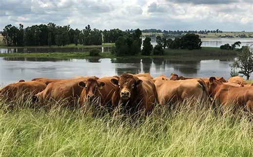 How to consistently breed the best cattle