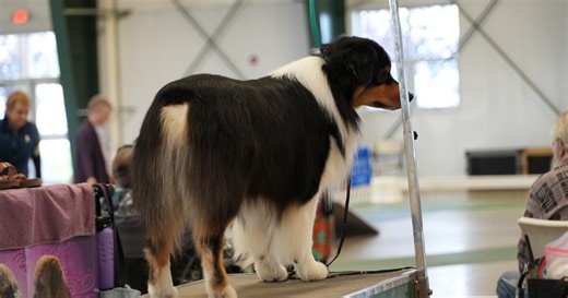 Helena hosts 15th annual All-Breed Dog Show
