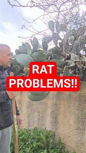 The Rats Didn't Last Long… #TrailCameraFootage #StrayCatsSicily #rats