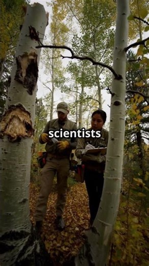 Did you know this forest in Utah… is actually just ONE tree? 🌳