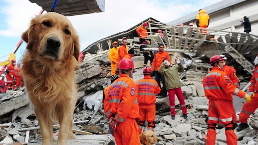 Ask Smithsonian: Can Animals Predict Earthquakes and Other Natural Disasters?