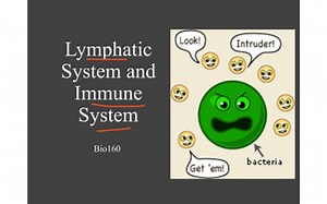 Lymphatic system | Educreations