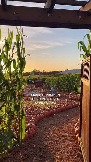 Magical Pumpkin Garden at Taves Family Farms