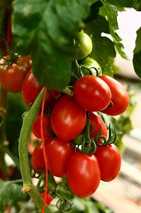 Presenting the largest rooftop farm … in the world!!!