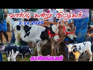2-12-2025 வளர்ப்பு கன்று குட்டிகள் காரிமங்கலம் சந்தை விலை நிலவரம் தருமபுரி மாவட்டம்