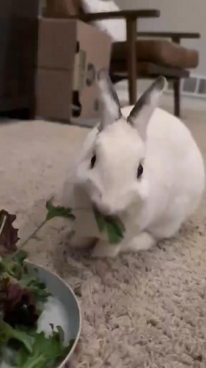 ✨ Happy Friday from Angie! ✨ Our Bunny of the Week is sending you the sweetest little nose boops and a gentle reminder to hop on over to the RARR website to fill out an adoption application just for her! 💗 Angie is so ready to meet her forever people. She can’t wait to share her love of all things delicious—cilantro, lettuce, treats (her fave!), and of course plenty of cozy nap time in her snuggly hidey box. Add in some gentle pets and quiet floor time, and you’ll have one very happy bunny on y