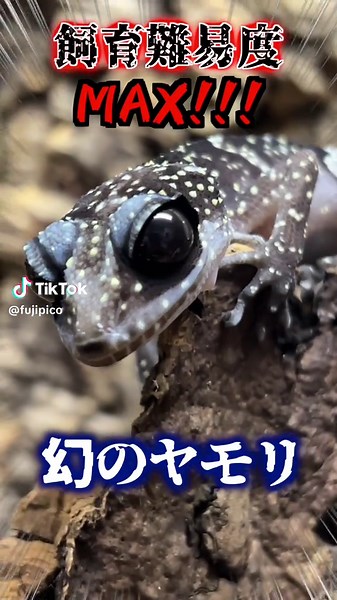 幻のヤモリの飼育難易度と特徴について