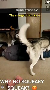 170K views · 3.4K reactions | When you have a dramatic husky 藍浪殺#usa #funnyvideos #funnymoments #dog #dogsoftiktok #funnydog | Aspyan Ovard | Facebook