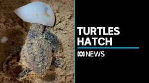 Baby loggerhead turtles have started to hatch at Sydney's Taronga Zoo, after more than 100 eggs were removed from Shelly Beach on the Central Coast region in NSW. | ABC News
