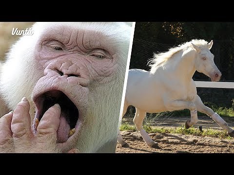 11 hermosos animales albinos