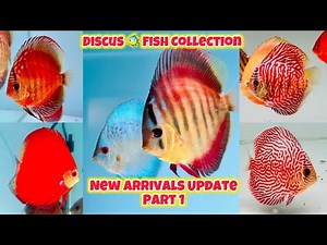 Part 1 - New Discus Fish 🐠 ✨Collections
