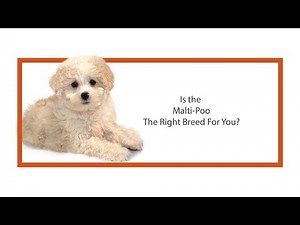 Everything you need to know about Maltipoo puppies! (2019)