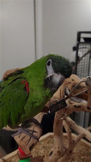 Emmy got a "Gotcha Day" present! #parrot #birds #cute #hahnsmacaw