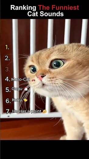 Ranking The Funniest Cat Sounds🐱