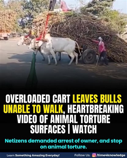 TIME4MEDIA on Instagram: "A viral video of overloaded bullcarts has reignited debate over animal cruelty. Working animals like bullocks and oxen quietly support daily human life by pulling carts and carrying heavy loads. Sadly, many are forced beyond their limits, whipped, and made to drag unbearable weight until their legs shake and bodies collapse. They feel pain, fear, and exhaustion like any living being but have no voice. Their loyalty and labour deserve care, not cruelty, demanding account