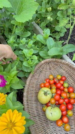 5.2K views · 177 reactions | Harvesting organic mint for tea and juicy backyard garden #organicmint #organicharvest #nj | Che Thompson | Facebook
