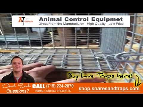How to catch muskrats | Live Traps