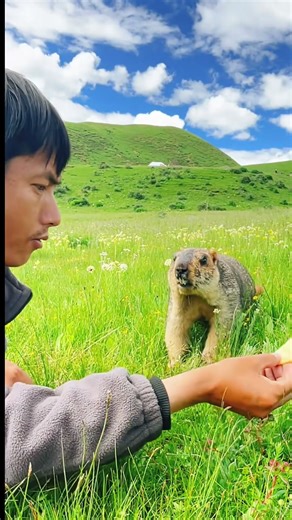Funny marmot hunting cookie to eat Voiceover version