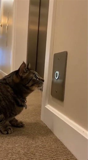 Elevator Cat Hits Button, Struts In Like a Boss