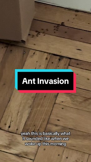 Facing An Ant Invasion: Today's Mission