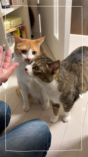 いつもは喧嘩ばかりのTACKとCOCOLO。今日はマネージャーが遊びに来てくれたよー！おやつをもらうときだけは、仲良しだねー😊 #川上麻衣子 #猫のいる暮らし #ねこ