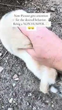 How to STOP bunny humping - Bunny Bonding