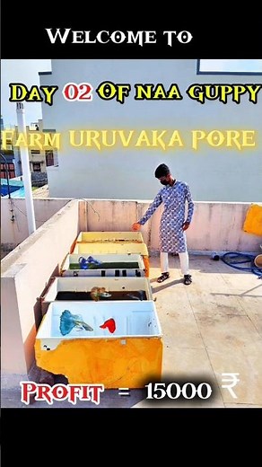 Day 02: Guppy Farm Setup | URUVAKA PORE Series | Guppy Fish Farming Guide #short