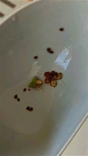 My Aquarium Snail Problem! 🐌 Good or Bad? | Tank Update
