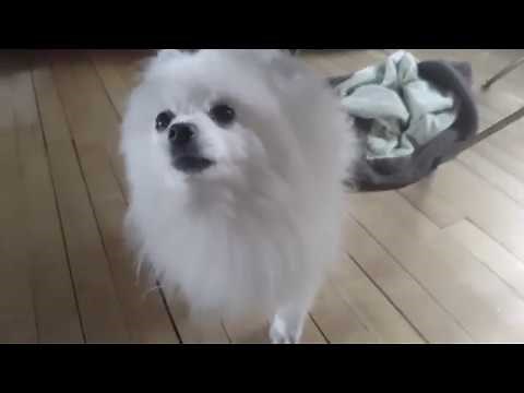 Gabe is dead (Tribute to Gabe The Dog)