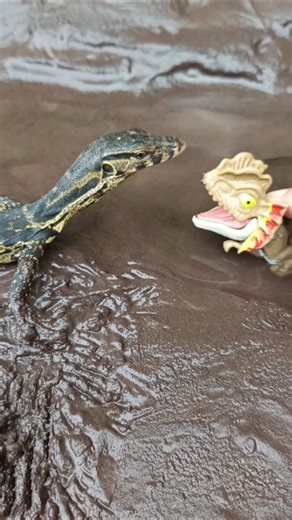 snakehead,snakehead fish,snakehead eating.. - SNAKEHEAD FISH #shorts #fish #channa #viralvideo