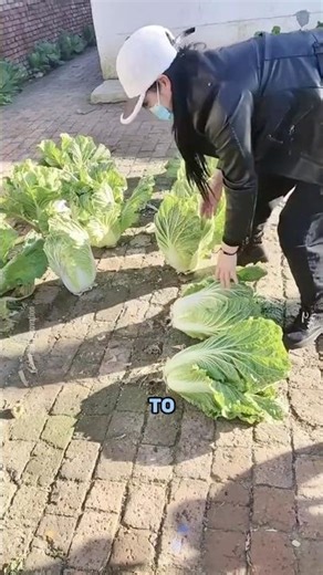 Amazing Small Space Farming Between Pavers! #shorts