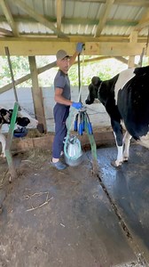 22K views · 210 reactions | milking cows on a rural farm #agriculture #animals #cows #technology #farming #fermers #milking | Your farm | Facebook