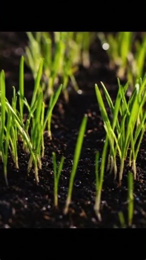 Grass Growing After Rainfall (Time-Lapse)#timelapse #agriculture #farming #shorts