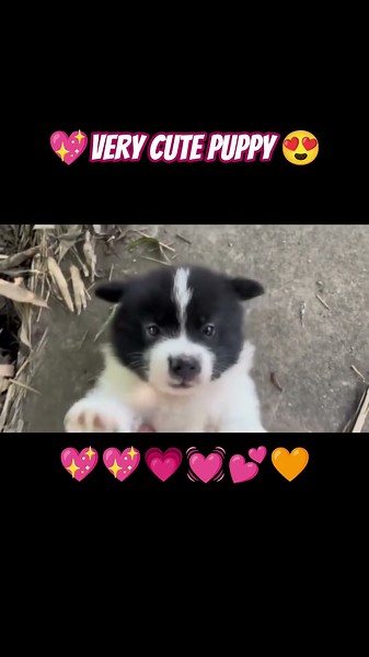 Very Cute Puppy 🥰 #love #puppy #pets #dog #shorts #youtubeshorts