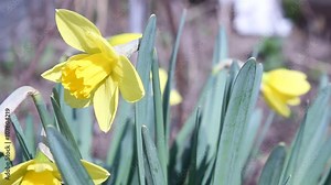Spring flowers. Daffodils. Spring. Springtime background seasonal spring summer season beautiful delicate