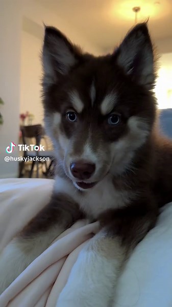 She makes the cutest little howl 🥹 #pomsky #husky #fyp