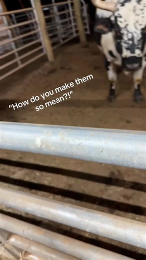 Understanding Problematic 1400lb Pets