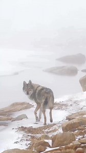 Credit 🐺 Amazin #wolf #wolfdog #drawing #wolfpack #art #worldofwolves #nature #wolfstagram #savethewolves #instawolf #dog #draw #allaboutwolves5 #love #instagood #pack #wolftherian #oc #wolverhampton #wolvesofinstagram #sketch #wolfhybrid #animals #dogs #wolfdrawing #animalsofinstagram | Beautiful Wolf