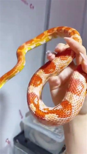 How BIG Do Adult Corn Snakes Get? 🐍😲#CornSnake #SnakeLife #PetSnake