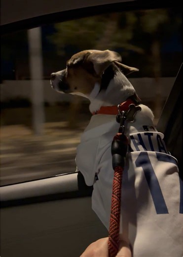 Loves his car rides #dogsoftiktok #doglife #dogtok #beagle #beaglesoftiktok #beaglelife #beaglemix #fyp #foryoupage #explorepage #perrostiktokers #perros #dodgers #ladodgers #losangelesdodgers #losdodgers #ohtani #ohtanishohei #ohtanijersey #17 #dogjersey #carrides #carrideswithdad #carrideswithdogs #latenightdrives #mlb #baseball #muttsoftiktok #mutt #leonthomas
