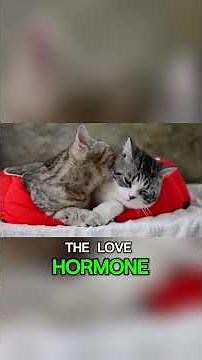 Why Dogs Avoid Eye Contact With You Sometimes Will Surprise You | Dog Behavior