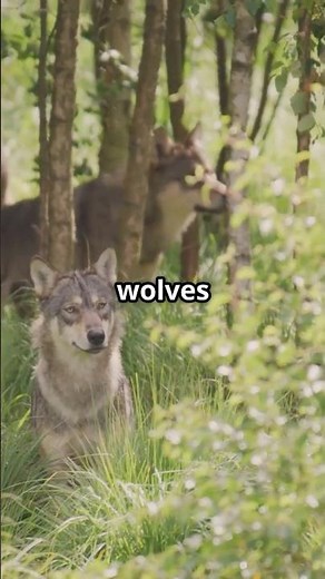 How 14 Wolves Changed Yellowstone National Park Forever!